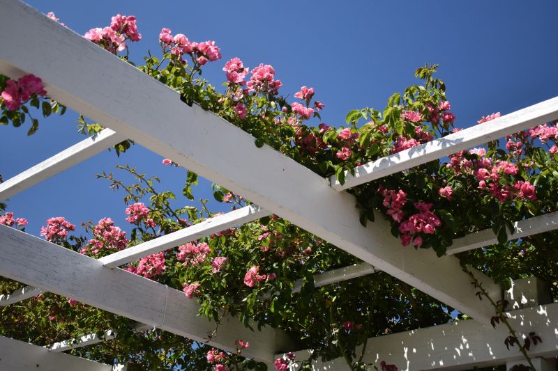 Rose Trellis Installation in Conroe, TX